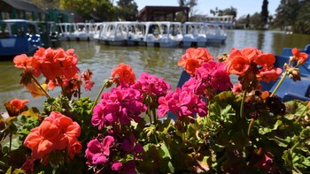 Las alegrías del hogar son