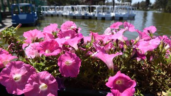 Hoy comenzó la primavera en