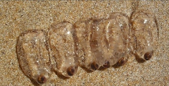 Otro género de salpidae Foto: