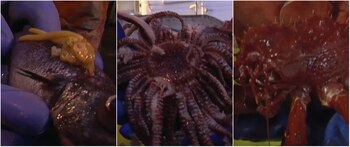 Los científicos estudiaron 88 especies