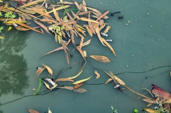 Peces muertos flotan en un